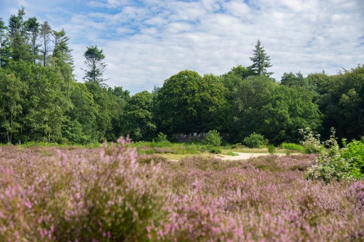 Roze heide en bos op de Helenaheuvel